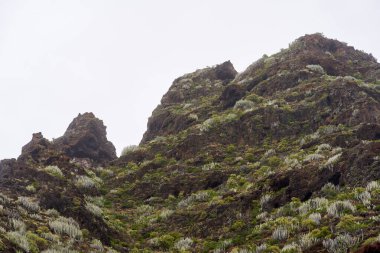 Anaga, Tenerife 'deki volkanik yamaçlar, kırmızı kaya oyukları ve engebeli arazide dağılmış Euphorbia kanarya bitkileri.
