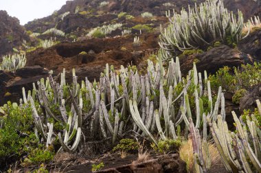 Euphorbia kanaryasının yoğun büyümesi, Tenerife 'de kurak koşullarda gelişen yaygın bir tür.
