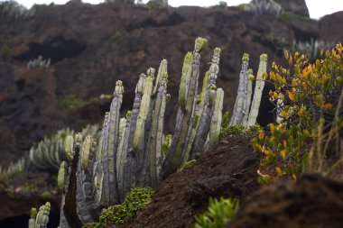 Euphorbia kanaryasının yoğun büyümesi, Tenerife 'de kurak koşullarda gelişen yaygın bir tür.