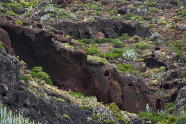 Karanlık bazaltik kayalarda volkanik mağara Tenerife 'nin Anaga bölgesinde çalılar ve liken ile çevrili.