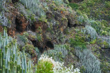 Anaga, Tenerife 'deki volkanik yamaçlar, kırmızı kaya oyukları ve engebeli arazide dağılmış Euphorbia kanarya bitkileri.