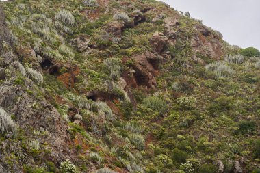 Anaga, Tenerife 'deki volkanik yamaçlar, kırmızı kaya oyukları ve engebeli arazide dağılmış Euphorbia kanarya bitkileri.