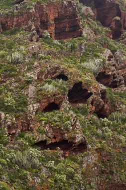 Karanlık bazaltik kayalarda volkanik mağara Tenerife 'nin Anaga bölgesinde çalılar ve liken ile çevrili.