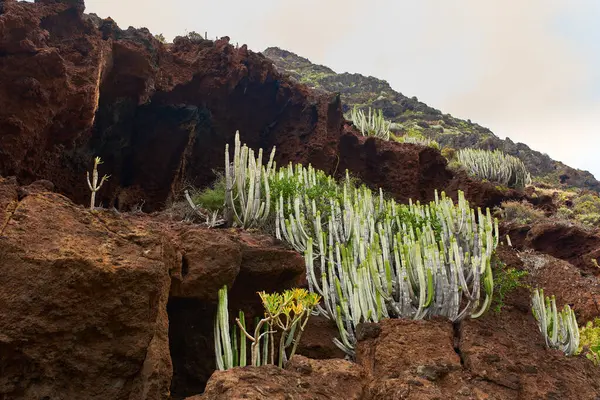 Karanlık bazaltik kayalarda volkanik mağara Tenerife 'nin Anaga bölgesinde çalılar ve liken ile çevrili.