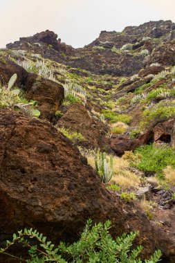 Anaga, Tenerife 'deki volkanik yamaçlar, kırmızı kaya oyukları ve engebeli arazide dağılmış Euphorbia kanarya bitkileri.