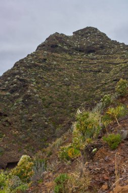 Anaga, Tenerife 'deki volkanik yamaçlar, kırmızı kaya oyukları ve engebeli arazide dağılmış Euphorbia kanarya bitkileri.