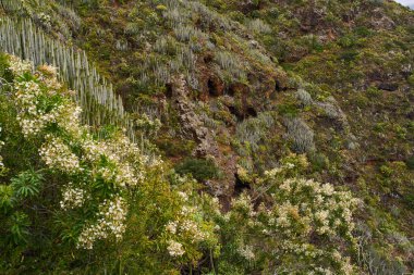 Tenerife 'deki dik volkanik kayalıklar Euphorbia kanarya kaktüsü ve çiçek açan çalılarla