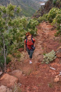 Tenerife 'de çiçek açan çalılarla çevrili kırmızı bir volkanik patikada yürüyen kameralı bir kadın yürüyüşçü.