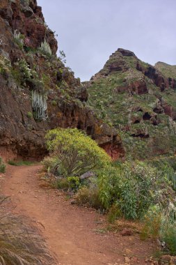 Tenerife 'deki volkanik yamaçlarda doğal mağaraları ve yemyeşil bitkileri olan dik kayalık yamaçlar.