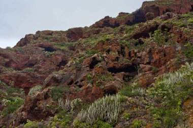Birden fazla mağarası ve yemyeşil bitki örtüsü olan volkanik yamaçlar, Tenerife 'deki olası Guanche yerleşim alanı.