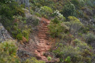 Anaga 'da dik bir volkanik yamaçta doğal basamakları ve bitkileri olan oyulmuş bir patika.