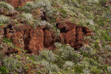Volkanik kırmızı uçurum Euphorbia kanariensis ve diğer kurak bölge bitkileriyle kaplı.