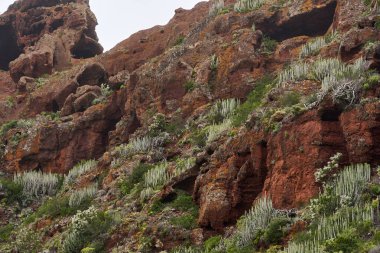 Volkanik kırmızı uçurum Euphorbia kanariensis ve diğer kurak bölge bitkileriyle kaplı.