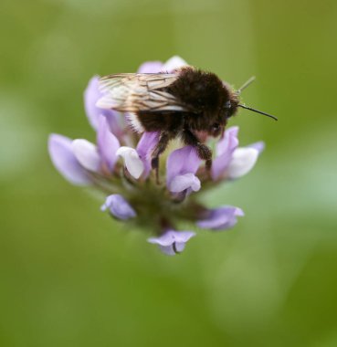 Yaban arısının, yumuşak yeşil arka planı olan küçük mor kır çiçeğinden nektar topladığı makro fotoğraf.