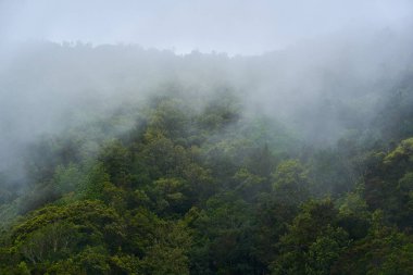 Tenerife 'nin Anaga bölgesindeki yoğun endemik Laurisilva orman tepe örtüsü üzerinde sürüklenen sis.