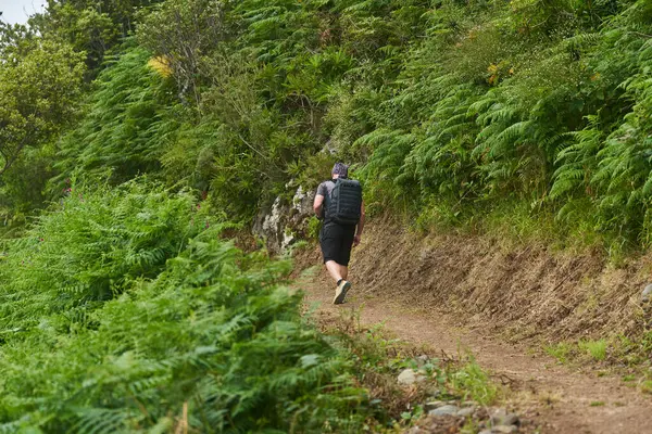 Sırt çantalı bir adam Anaga dağlarında eğrelti otları üzerinde yürüyüş yapıyor.