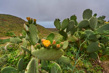 Tenerife 'de açmakta olan portakal dikenli bir armut kaktüsünün (Opuntia) yakın çekimi