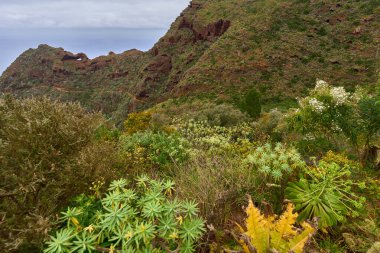 Anaga 'da volkanik dağ sıraları. Yerleşik bitkiler ve bulutlu bir gökyüzünün altındaki aşınmış kayalıklar.