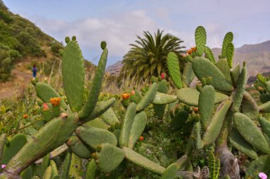 Yürüyüşçü, Tenerife 'nin Teno dağlarında, tropikal bitki örtüsü, palmiye ağaçları ve kaktüslerle çevrili manzaralı bir patikada yürüyor.