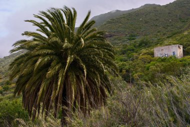 Kanarya Adası hurma palmiyesi, dikenli armut kaktüsü ve öforbi bitkileriyle Teno yamacı manzarası