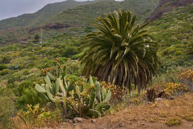 Kanarya Adası hurma palmiyesi, dikenli armut kaktüsü ve öforbi bitkileriyle Teno yamacı manzarası