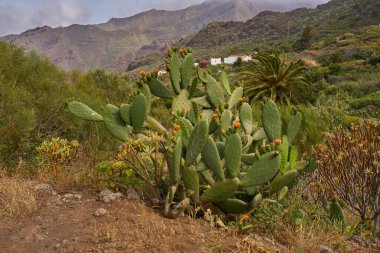 Teno yamacı, ön planda palmiye ve kaktüsle kaplı kuru bitki örtüsüyle kaplı.
