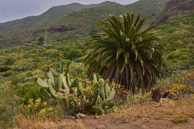 Kanarya Adası hurma palmiyesi, dikenli armut kaktüsü ve öforbi bitkileriyle Teno yamacı manzarası
