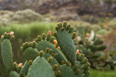 Tenerife 'de açmakta olan portakal dikenli bir armut kaktüsünün (Opuntia) yakın çekimi
