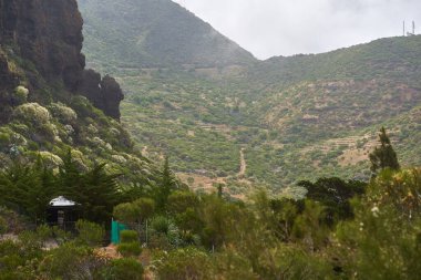 Ağaçların altında korunaklı bir kulübe ve Tenerife 'nin kuzeybatısındaki sisli yeşil tepelerde dolambaçlı yürüyüş patikası.