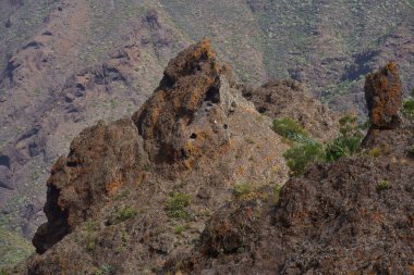 Tenerife 'nin Teno Dağları' ndaki kuru volkanik yamaçlar, agave bitkileri ve katmanlı kaya dokuları.