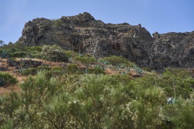 Tenerife 'nin Teno Dağları' ndaki kuru volkanik yamaçlar, agave bitkileri ve katmanlı kaya dokuları.
