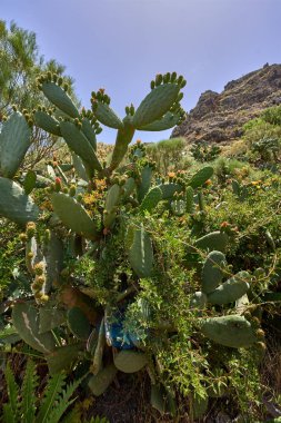 Tenerife adasının Teno bölgesindeki güçlü güneş ışığı altında dikenli armut kaktüsünün (Opuntia ficus-indica) vahşi büyümesi