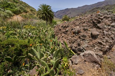 Armut kaktüsü (Opuntia) ve Tenerife 'deki Teno dağlarında volkanik kaya oluşumlarının yakınında yetişen palmiye ağaçları.