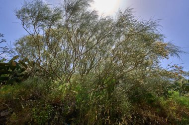 Tenerife 'nin Teno dağlarındaki kuru bir yamaçta devedikeni (Launaea ağaç kesimi) güneş tarafından aydınlatıldı.