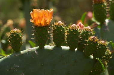 Portakallı dikenli armut kaktüsünün Macro 'su. Çiçek tomurcuklanıyor. Görünür ergenlik ve etrafındaki dikenli tomurcuklarla.