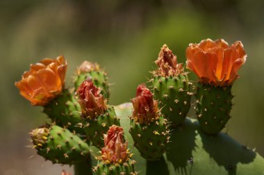 Portakallı dikenli armut kaktüsünün Macro 'su. Çiçek tomurcuklanıyor. Görünür ergenlik ve etrafındaki dikenli tomurcuklarla.