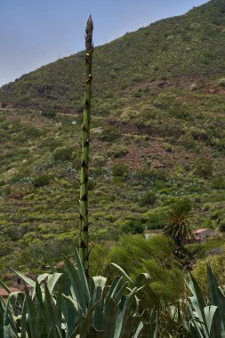 Tenerife 'deki yamaçtaki bitki örtüsüne karşı yükselen çiçek sapı.