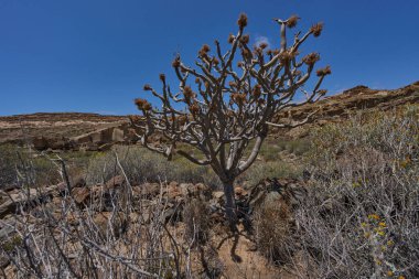 Los Derriscaderos Tenerife 'de kurak bitki örtüsüyle çevrili kurutulmuş Euphorbia balsamifera fabrikası.