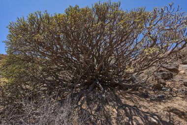 Büyük Euphorbia balsamifera bitkisi. Kuru çöl arazisinde yetişen kalın dalları var.