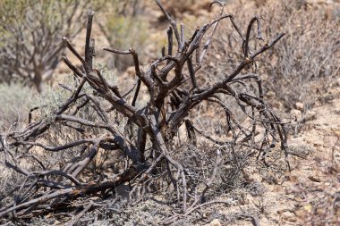 Los Derriscaderos 'un çorak arazisindeki kırılgan dallarla dolup taşmış kuru çalılar.