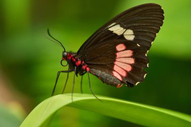 Pembe Sığır Yüreği Kelebeği (Parides iphidamas) kelebek hayvanat bahçesindeki kıvrımlı bir tropik yaprağın üzerinde dinleniyor.