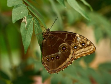 Mavi morfo kelebeği yeşil yaprakların üzerinde dinlenirken kahverengi kamuflajlı tarafını gösteriyor.