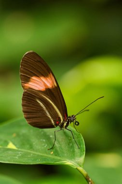 Pembe Sığır Yüreği Kelebeği, yağmur ormanlarındaki bir yaprağın üzerine kıvrılmış hortumlarla dinlenen Parides iphidamas.