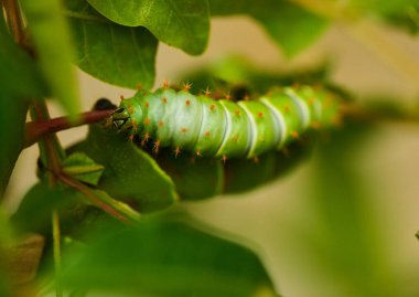 Yeşil yapraklı dikenli turuncu tüberkülleri olan Atlas güve tırtılı (Attacus atlası)
