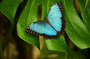 Mavi Morpho Kelebeği (Morpho Peleides) büyük bir tropikal yeşil yaprağın üzerinde dinleniyor.