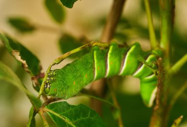 Kırlangıç kuyruklu tırtıllar narenciye yaprakları arasında kamufle oldular.