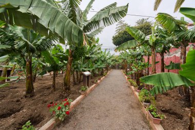 Tenerife, Kanarya Adaları 'ndaki uzun tropikal bitkilerde yetişen yeşil meyve demetleriyle muz çiftliğinin gündüz görüntüsü
