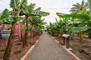Tenerife, Kanarya Adaları 'ndaki yüksek tropikal bitkilerde yetişen muz demetleriyle muz çiftliği