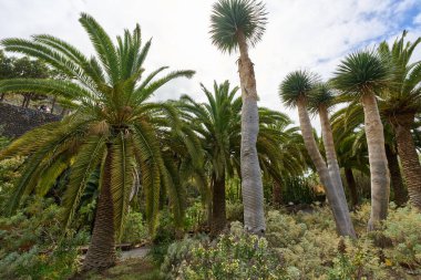 Tropik bir vadide kayalık bir patikayı çevreleyen palmiye ağaçları kümesi.