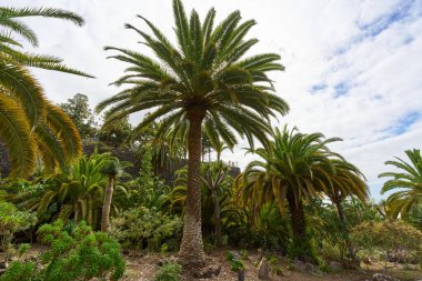 Tropik bir vadide kayalık bir patikayı çevreleyen palmiye ağaçları